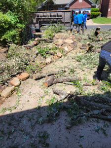 Box Tree Care Emphasizes Professional Stump Grinding and Comprehensive Tree Services for Property Safety