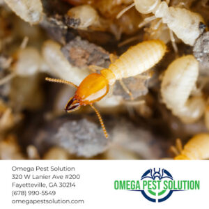 Omega Pest Solution Expands Termite Control Services as Property Damage Concerns Rise Nationwide
