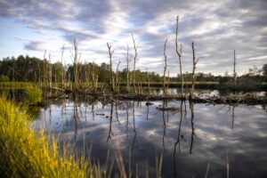 Swamp Tours Provide Visitors with Firsthand Exposure to Louisiana’s Native Wildlife