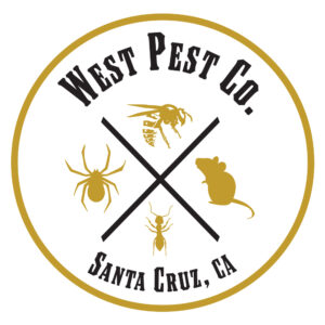 West Pest Co. Explains Best Rodent, Spider, and Wasp Control Services as Homeowners Seek Faster Pest Response