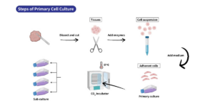 Primary Cells vs. Cell Lines: Cloud-Clone Corp. Empowers Researchers to Choose the Optimal Path for Discovery