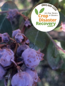 Amid Unprecedented Freeze Crop Disaster Recovery is Accepting New FL Block Grant Clients as Producers Face Harsh Losses