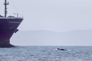 Big Growth in Responsible Shipping:  Announcing 2025 Vessel Speed Reduction Season Results and Rankings