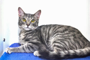 Berkeley Humane Alumnus ‘Noochie’ Earns National Recognition for Film Performance