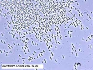 Unusual specialists with contradicting requirements: Phototrophic Acidobacteria