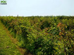 Pocfarmer Invests US$8 Million to Accelerate Modernization of Michoacán’s Blackberry Sector