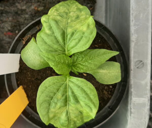 Tomato and pepper production faces emerging threats