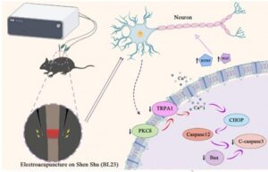 Electroacupuncture calms neuronal stress to restore movement after spinal cord injury