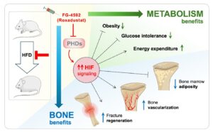 Activation of Hypoxia Signaling Pathway Enhances Bone Health and Metabolism in Obesity